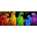 papageien regenbogen